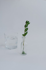 plant in a glass