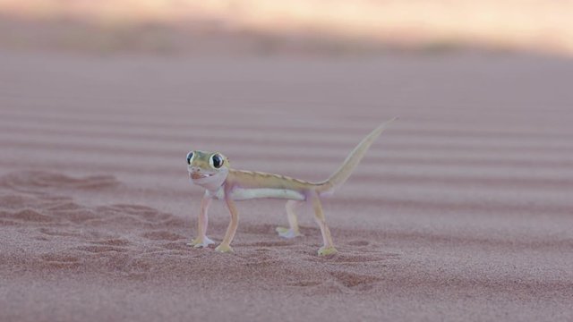 Web-footed gecko standing on the power red sand dunes of the Namib desert. 