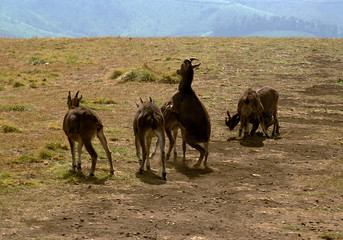 Sparring Herd of Nilgiri Tahrs