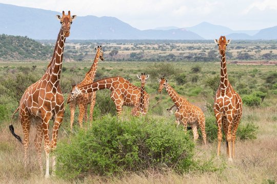 Giraffes in Samburu