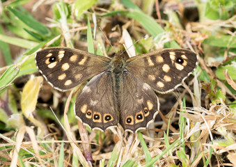 zoomed in brown butterfly in nature 