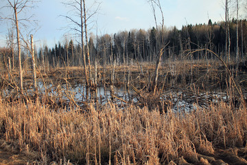 Swamp. Trunks of dead trees in the rays of the evening sun in spring.
