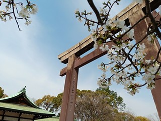鳥居と桜