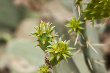 Cactus abstract in green