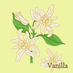Vanilla. Illustration of a plant in a vector with flowers for use in decorating, creating bouquets, cooking of medicinal and herbal tea.