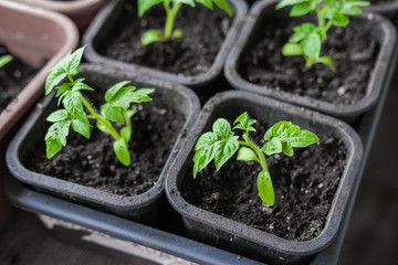 Tomato seedlings in small pots for growing
