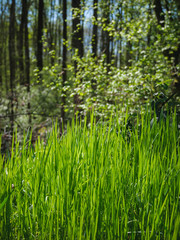 Fresh green gras 