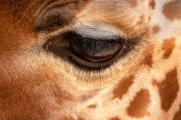 Gordijnen Œil de girafe d'Afrique en gros plan © guitou60