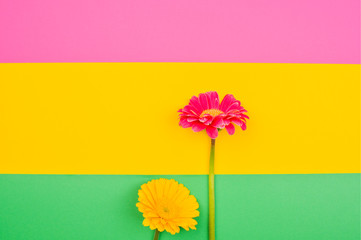 Gerbera. Flowers on a colorful background. Minimalism concept in pop art style, poster with free...