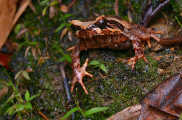Fototapeta na wymiar image of a Kinabalu Horned Frog from Borneo - Megophrys baluensis