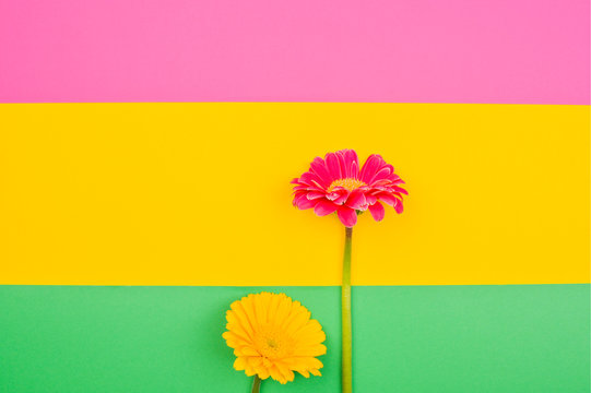 Gerbera. Flowers on a colorful background. Minimalism concept in pop art style, poster with free space for text. Creative background. Copy space