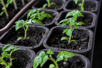 Tomato seedlings in small pots for growing