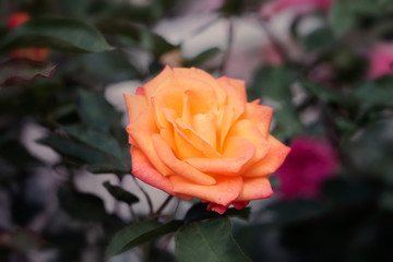 Beautiful yellow rose in the garden