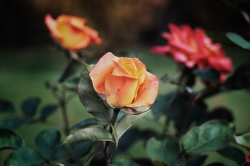 Beautiful yellow rose in the garden