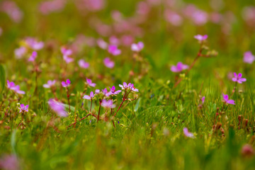 Wiese mit violett gefärbte Pelargonie an einem schönen Frühlingstag
