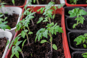 Tomato seedlings in small pots for growing