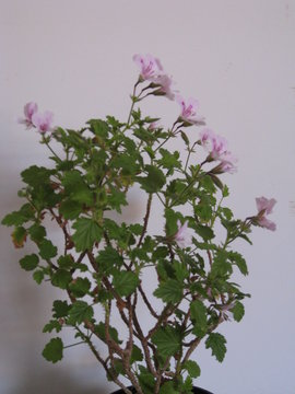 planta de citronela con hojas verdes y flores rosas de p&eacute;talos alargados, colocadas de lateral y descendentes en forma de escalera. Repelente de insectos
