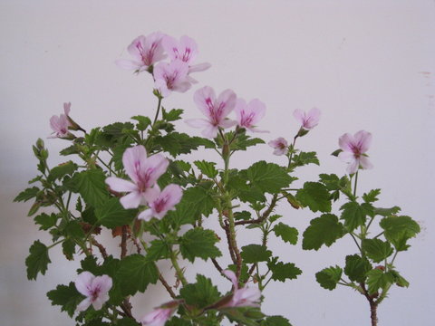 Planta florecida.planta de citronela con hojas verdes y flores rosas de p&eacute;talos alargados, ramas superiores. Repelente de insectos
