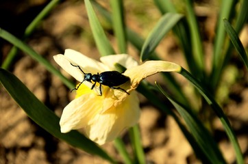 Proscarabaeus Meloe blister insect beetle in wildlife, Blue beattle (coleoptera) eats narcissus flower in spring on a windy day. Large, dark metallic blue insect.