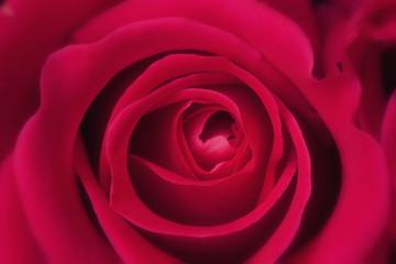 Beautiful red rose closeup top view