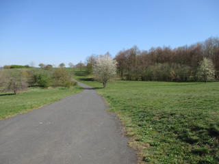 Fototapeta na wymiar Path through a green park