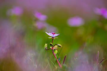 Wiese mit violett gefärbte Pelargonie an einem schönen Frühlingstag