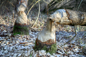 WROCLAW, POLAND - MARCH 11, 2020: Beaver tree damage. Natura 2000 is a network of nature protection...