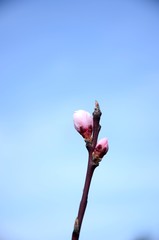 Fototapeta premium close up branch of peach tree with pink navel growing in the garden on background of blue sky, gardening organic fruits on the farm