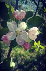 Apple Blossom