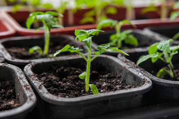 Tomato seedlings in small pots for growing