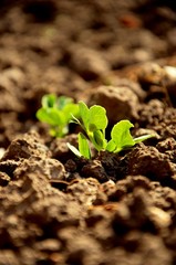 close up of young green leaves of green peas, sprouts growing in the soil in the garden, growing organic vegetables on the farm