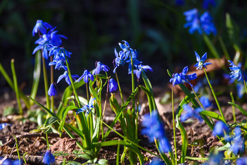 Selective focus photo. Blue snowdrop flowers in park. Spring season.