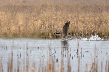The Canada goose in flight. Natural scene from Wisconsin natural area © Denny