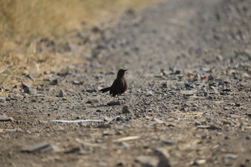 bird on sand
