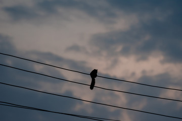 Obraz premium Silhouette squirrel on electric wire.