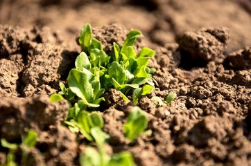 young green lettuce close up, sprouts growing in the soil in the garden, growing green vegetables on the farm