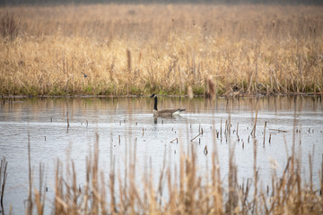 Obraz na płótnie Canvas The Canada goose swims in they nesting area.