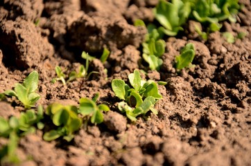 young green lettuce close up, sprouts growing in the soil in the garden, growing green vegetables on the farm