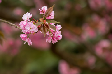 Japanische Blütenkirsche an einem schönen Frühlingstag