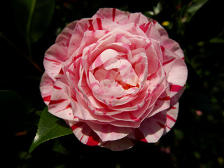bellissima camelia screziata di rosa e bianco in primavera nel giardino