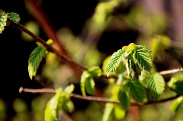 close up branch with young green leaves of hazel bush growing in the soil. clean growing of food on the farm.