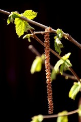 close up branch with young green leaves of hazel bush growing in the soil. clean growing of food on the farm.