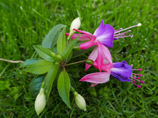 colorati fiori di fucsia fioriti sull'erba del giardino in primavera