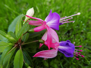 colorati fiori di fucsia fioriti sull'erba del giardino in primavera