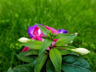colorati fiori di fucsia fioriti sull'erba del giardino in primavera