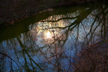 morning sun reflection in the pond water with branches