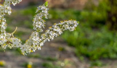 white flowers garden tree branch blossom season April spring time vivid colorful day with blurred nature background