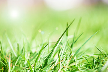 Fresh green bright spring grass with sunlight and blurred background, selective focus, summer nature concept background