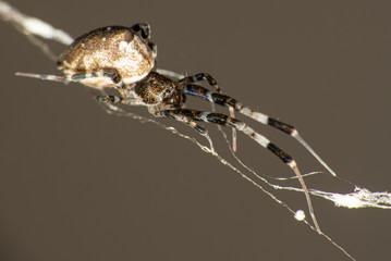 a maravilha do mundo macro