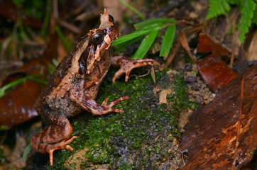 image of a Kinabalu Horned Frog from Borneo - Megophrys baluensis
